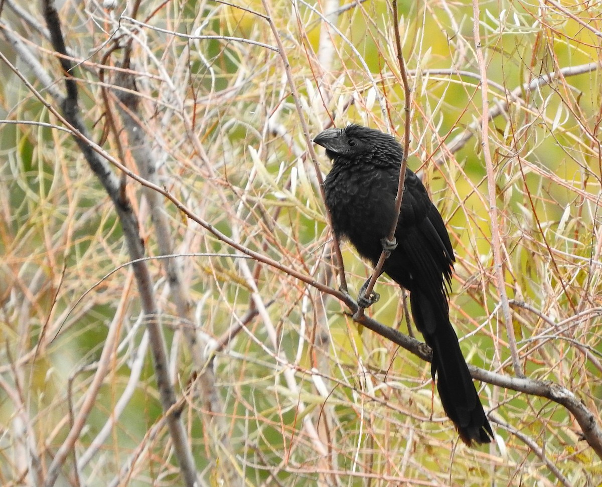Groove-billed Ani - ML643321019