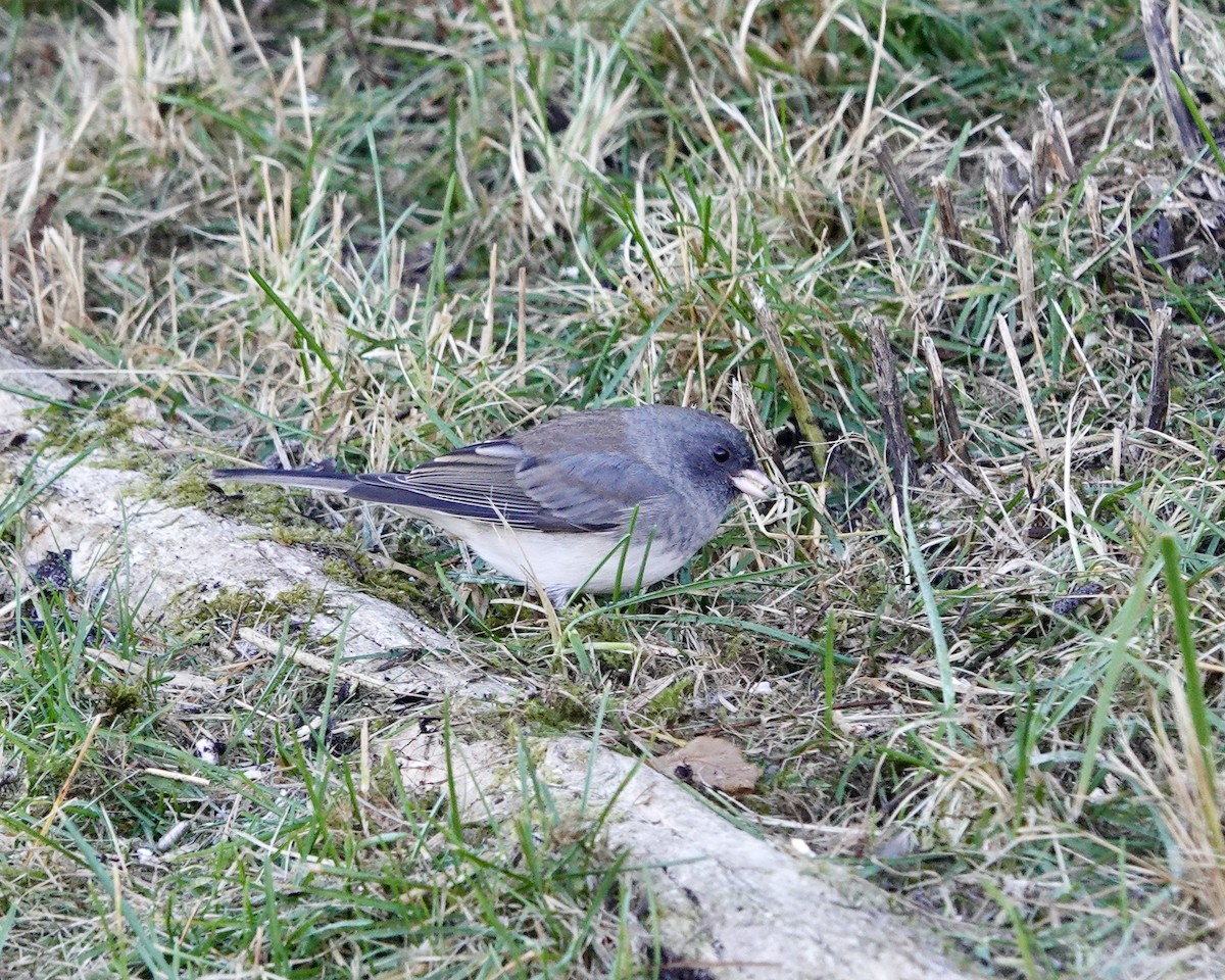 Dark-eyed Junco - ML643321022