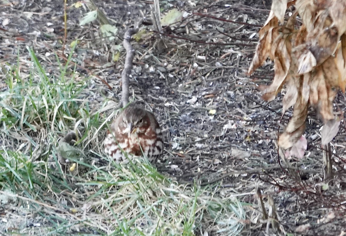 Fox Sparrow - ML643321036