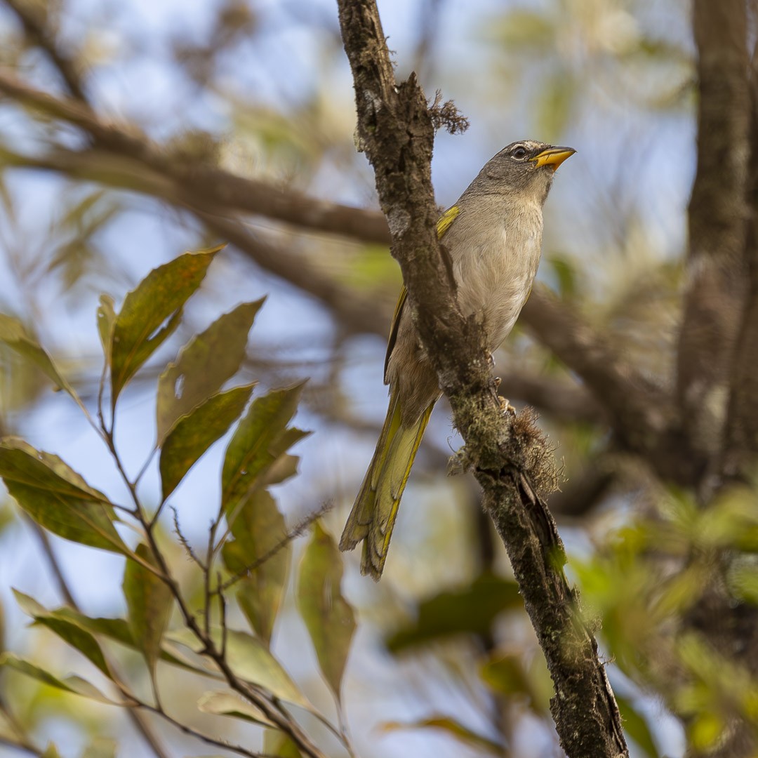 serraspurv - ML643321039