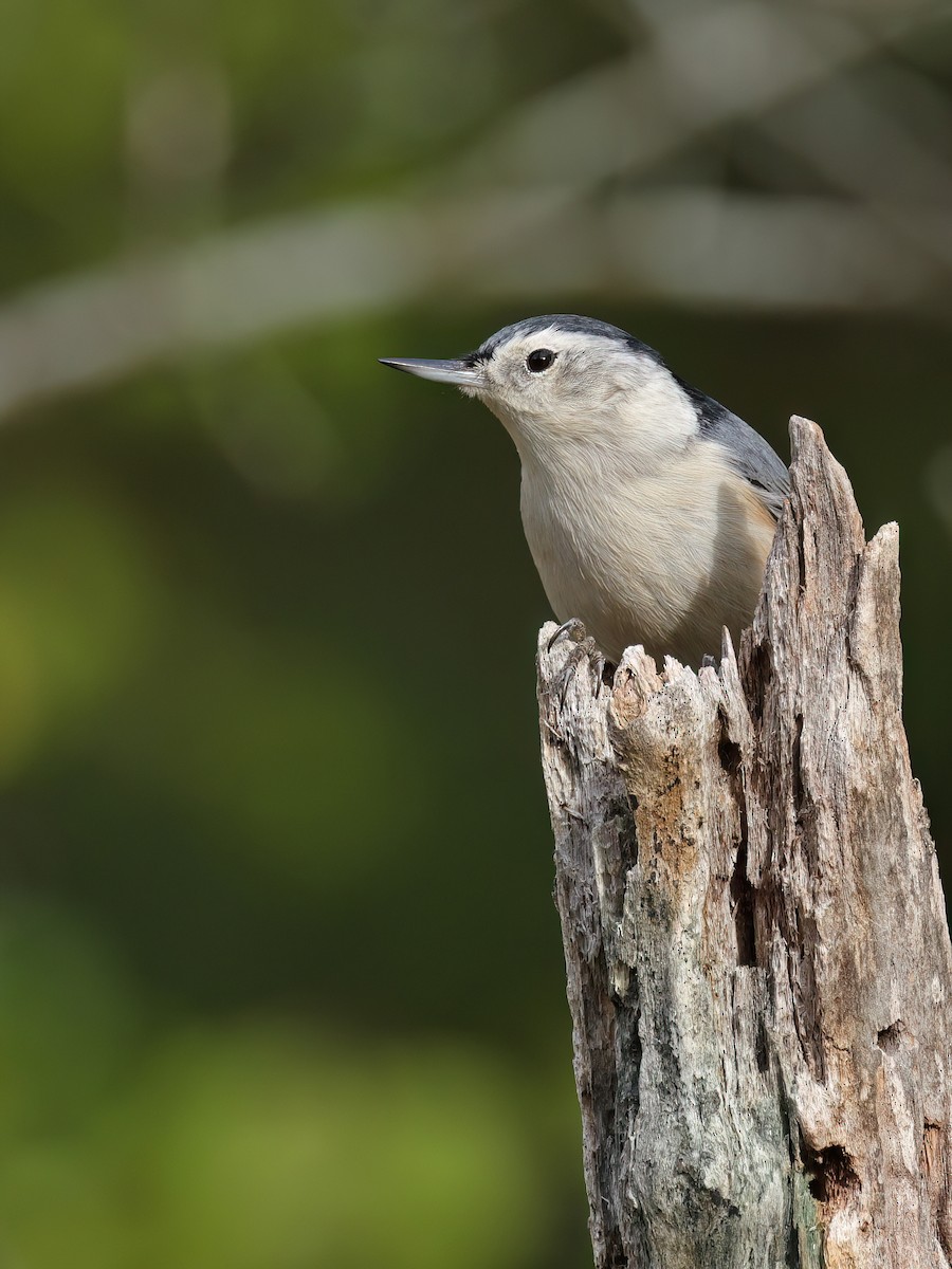 White-breasted Nuthatch - ML643321040