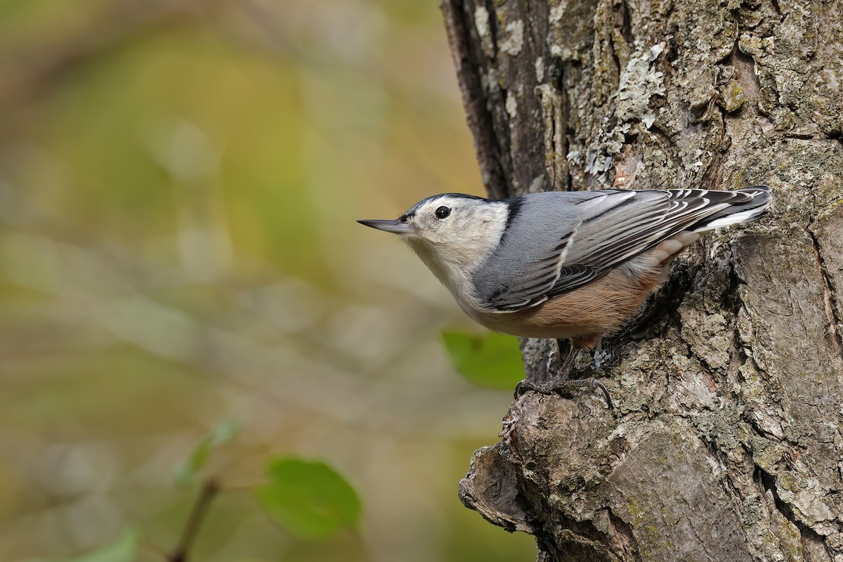 White-breasted Nuthatch - ML643321041