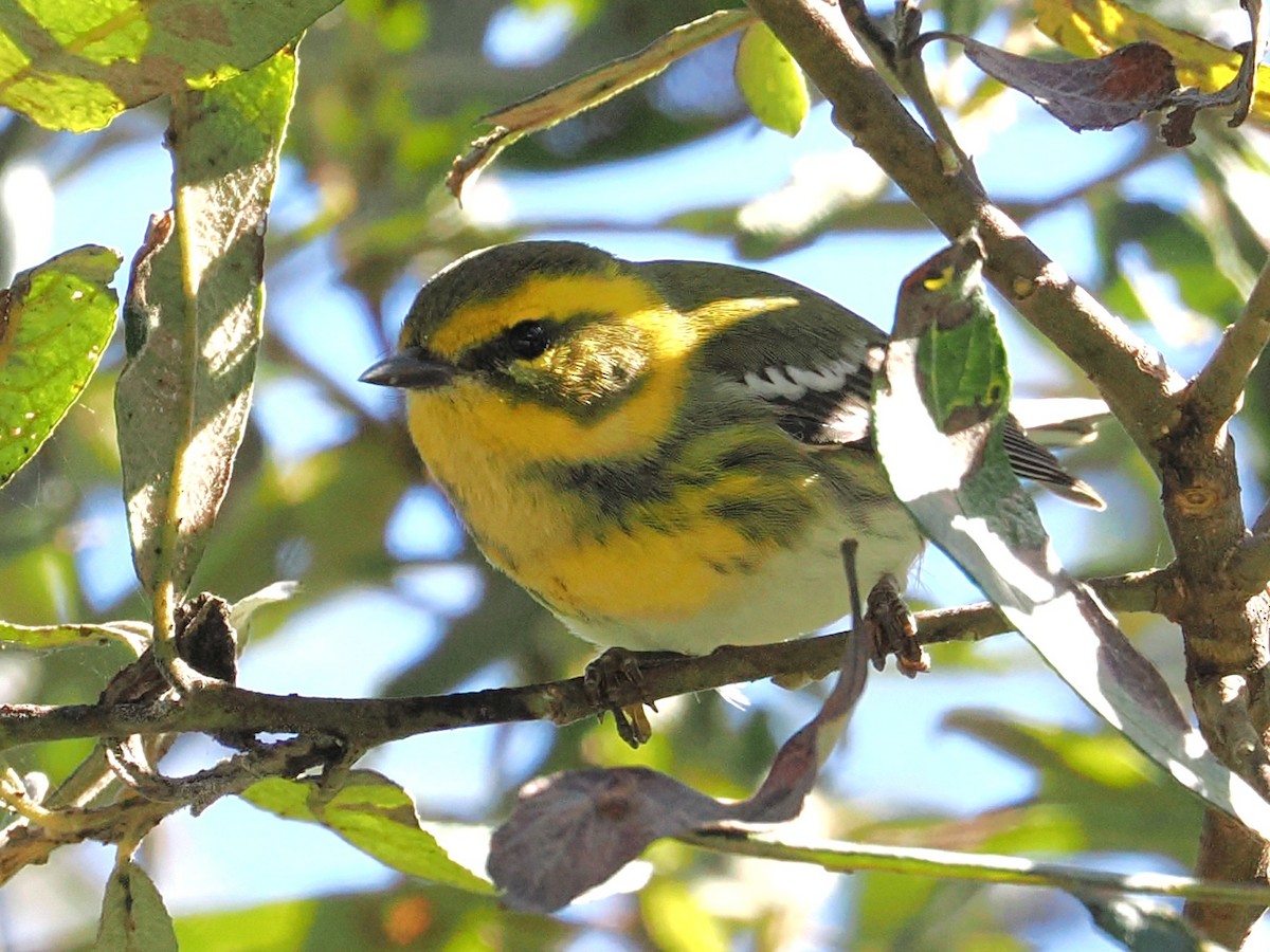 Townsend's Warbler - ML643321064