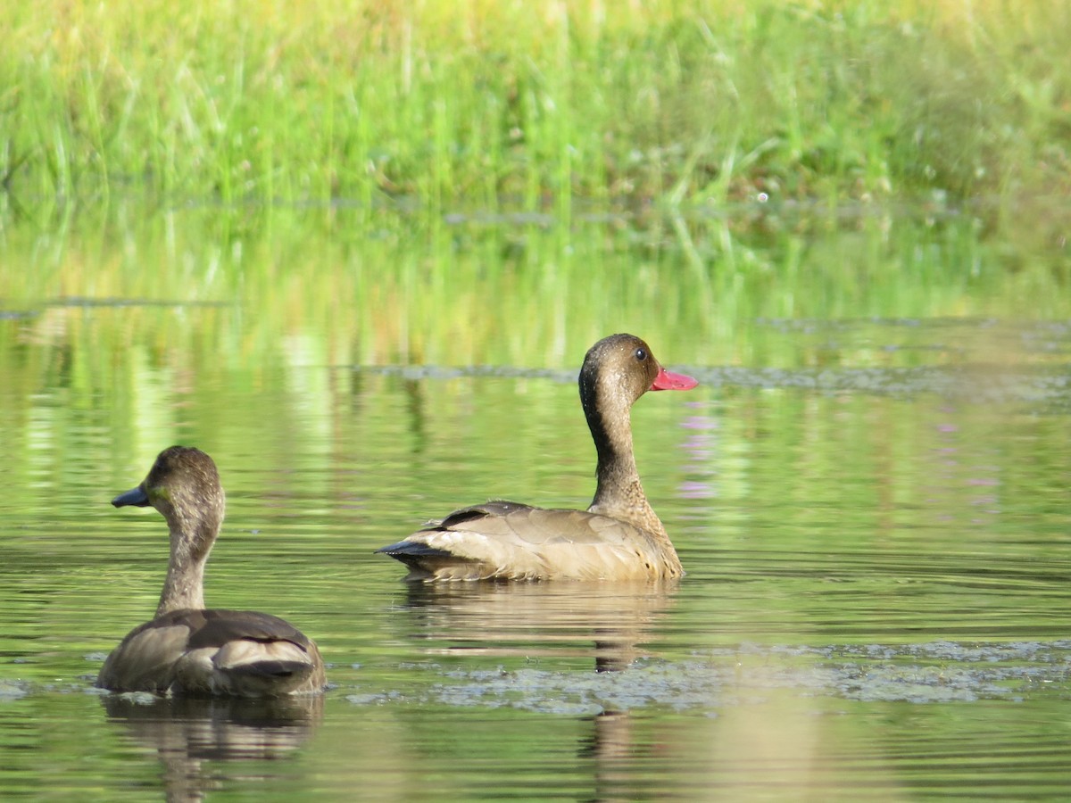 Brazilian Teal - ML643321074