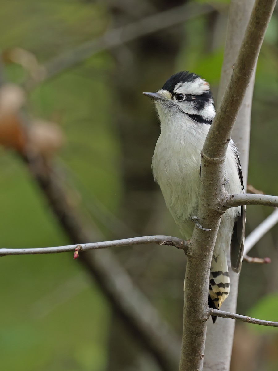 Downy Woodpecker - ML643321092