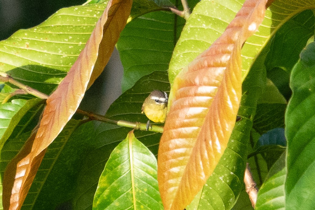 Brown-capped Tyrannulet - ML643321111