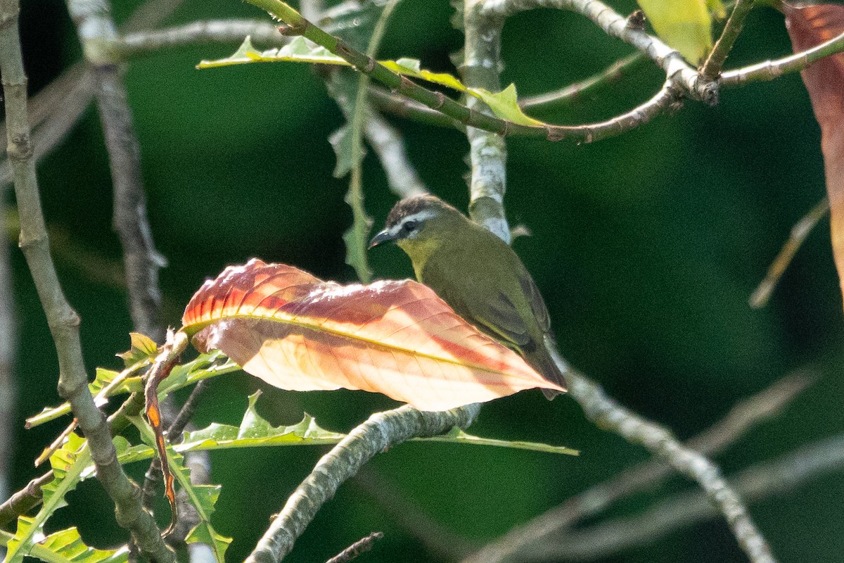 Brown-capped Tyrannulet - ML643321112