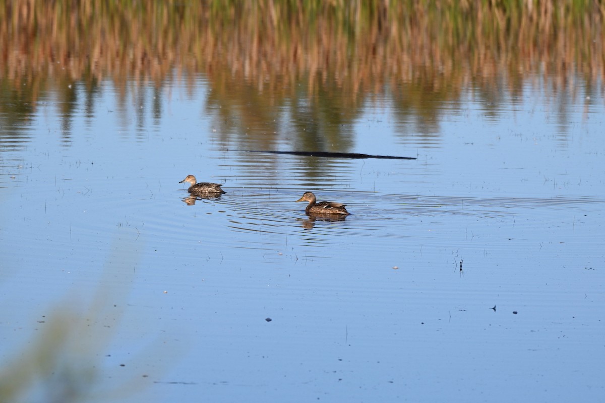Northern Pintail - ML643321123