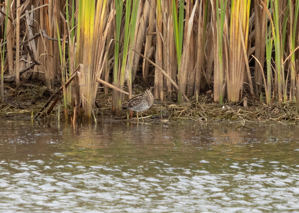 Wilson's Snipe - ML643321125