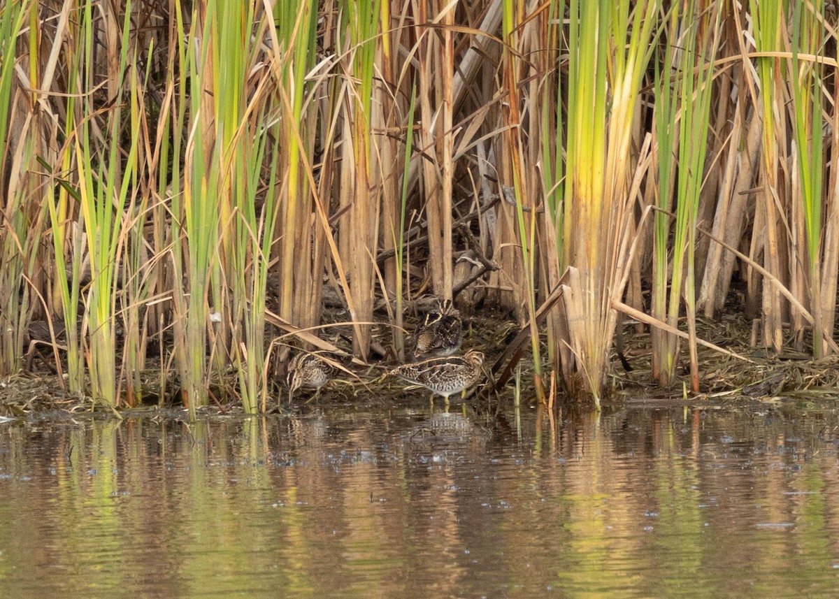 Wilson's Snipe - ML643321126