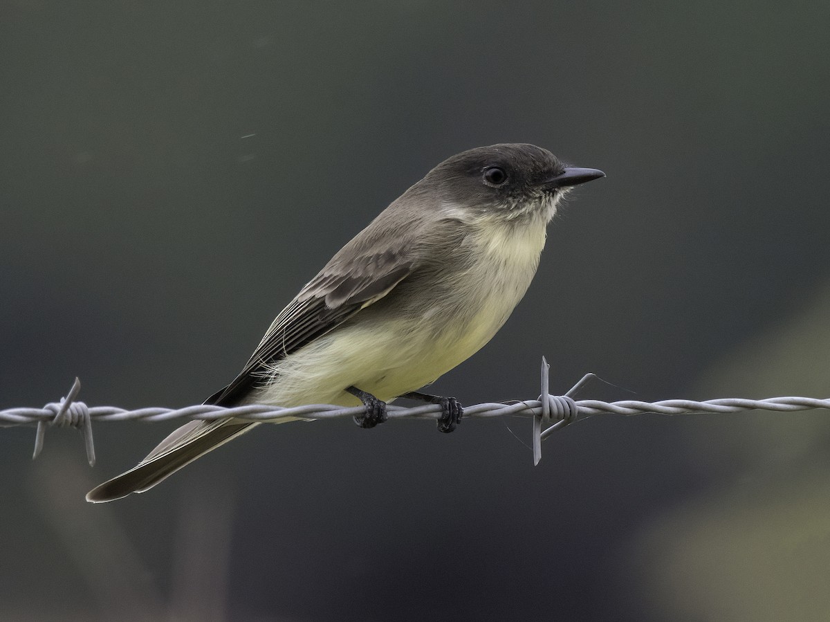 Eastern Phoebe - ML643321140