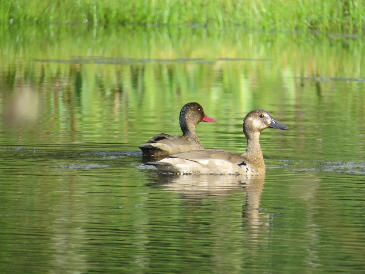 Brazilian Teal - ML643321143