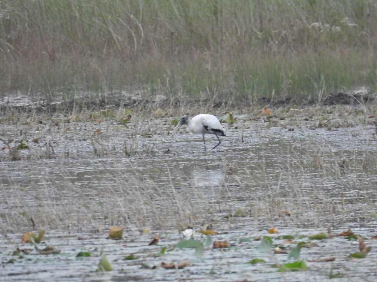 Wood Stork - ML643321155