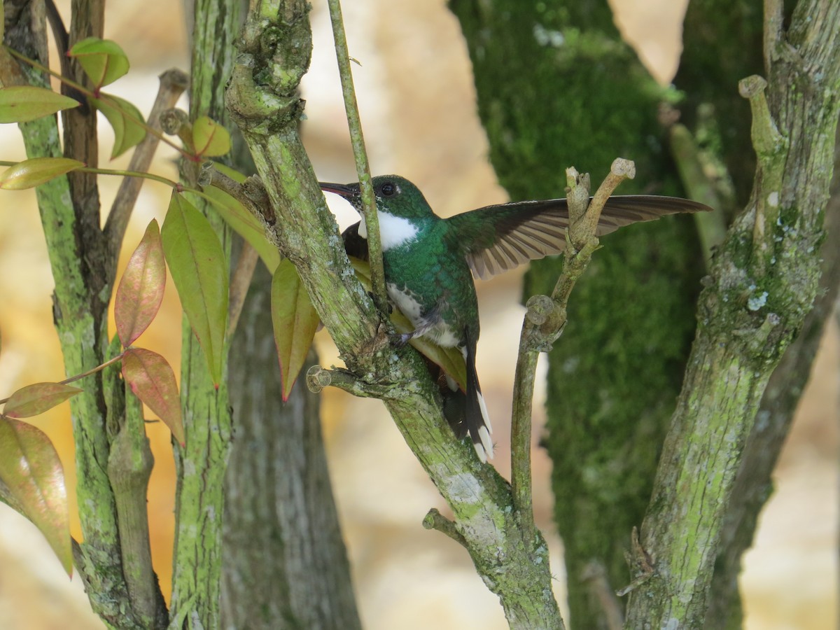 White-throated Hummingbird - ML643321157