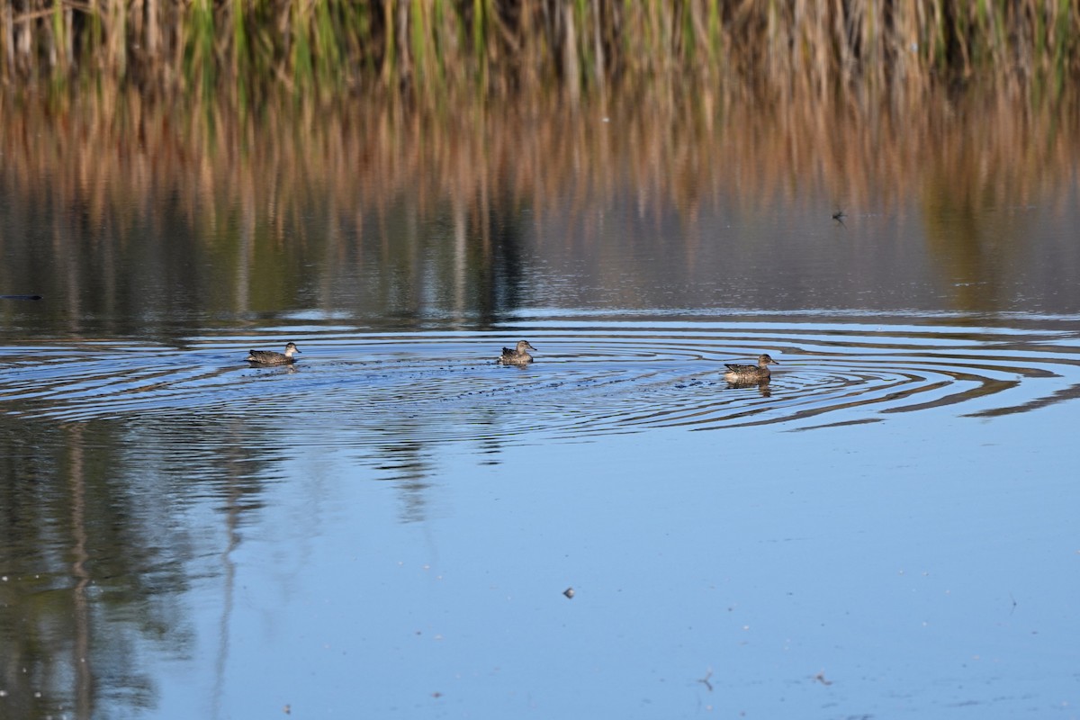 Green-winged Teal - ML643321167