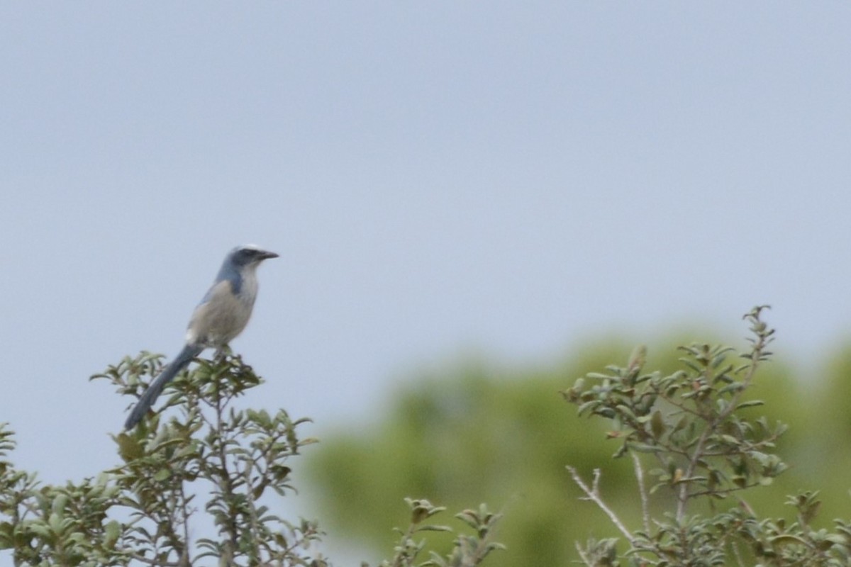 Florida Scrub-Jay - ML643321171