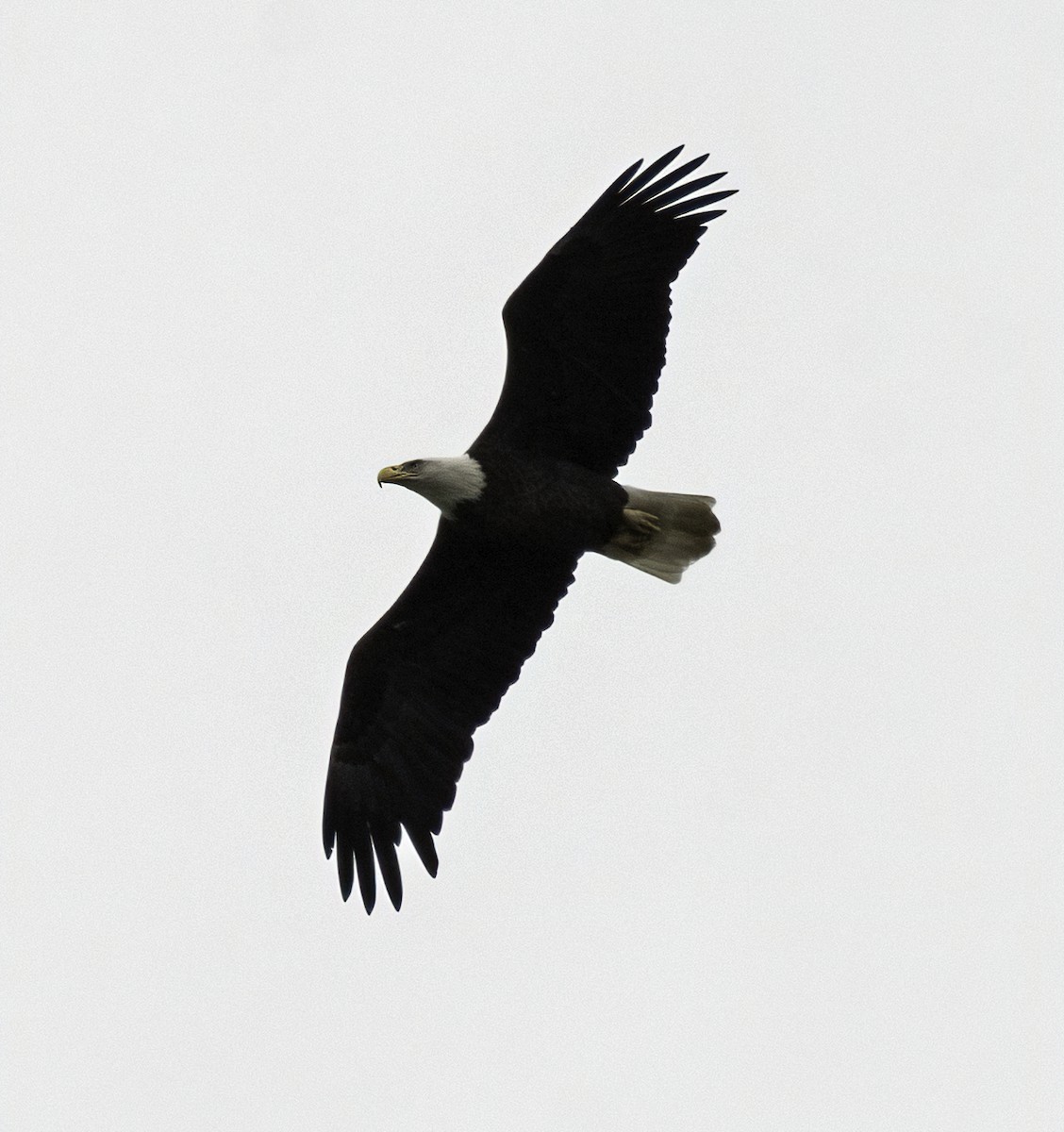 Bald Eagle - ML643321186