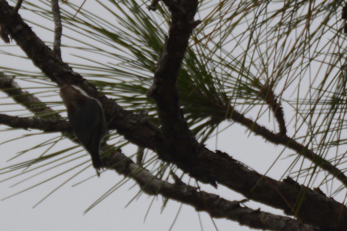 Brown-headed Nuthatch - ML643321200