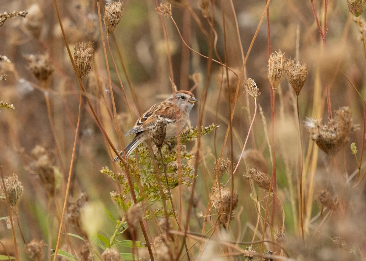 American Tree Sparrow - ML643321224