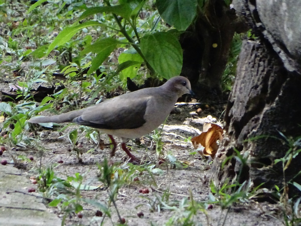 White-tipped Dove - ML643321227