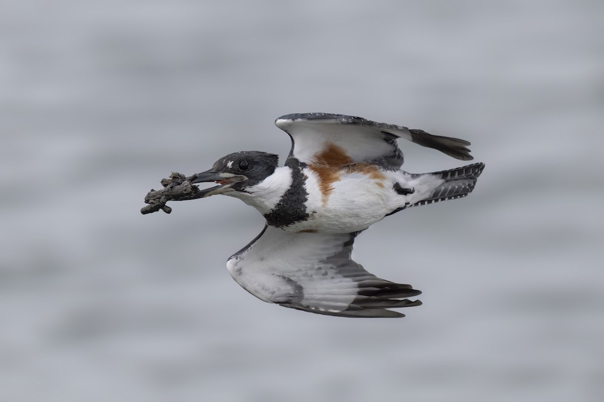 Belted Kingfisher - ML643321233