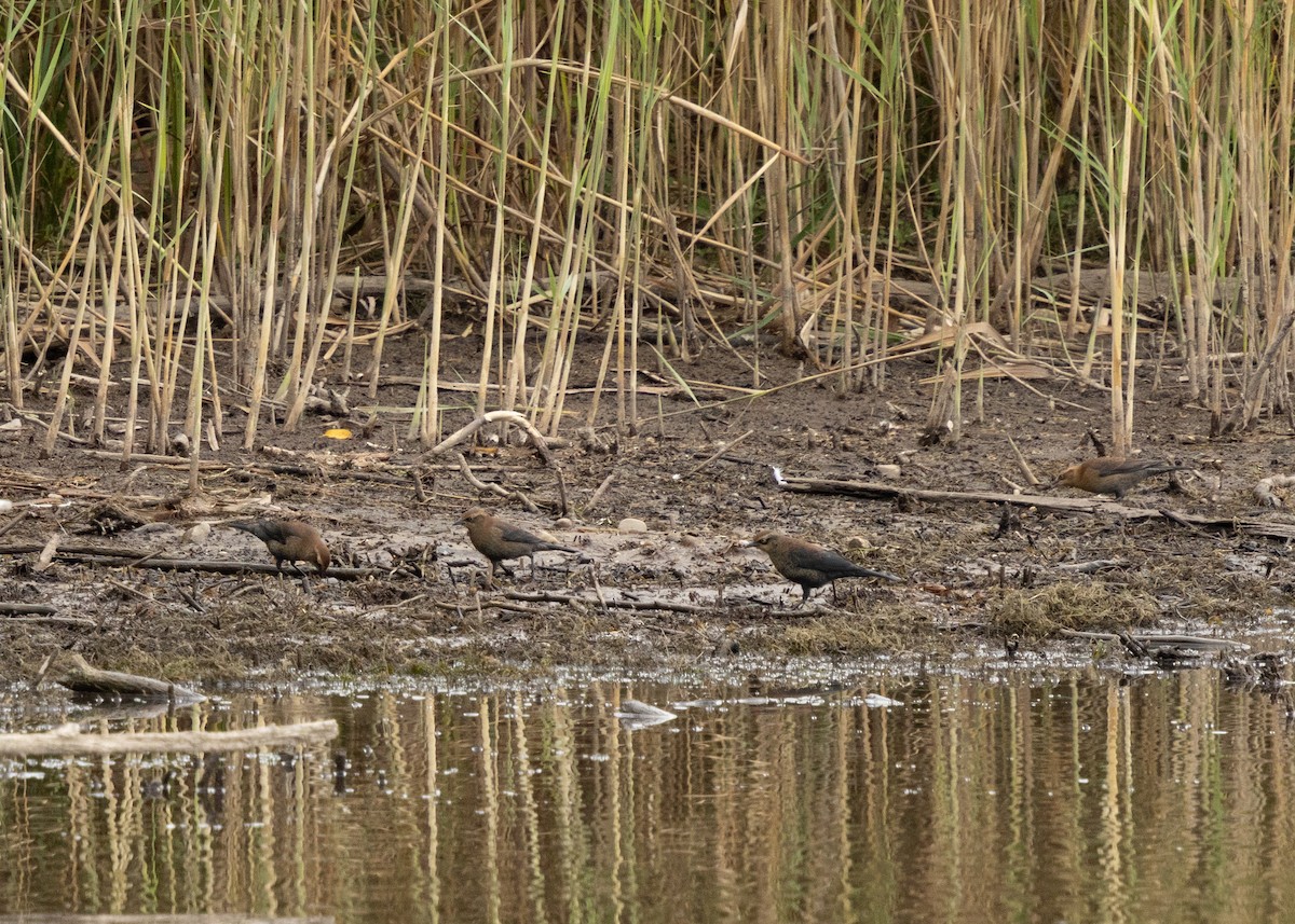 Rusty Blackbird - ML643321239