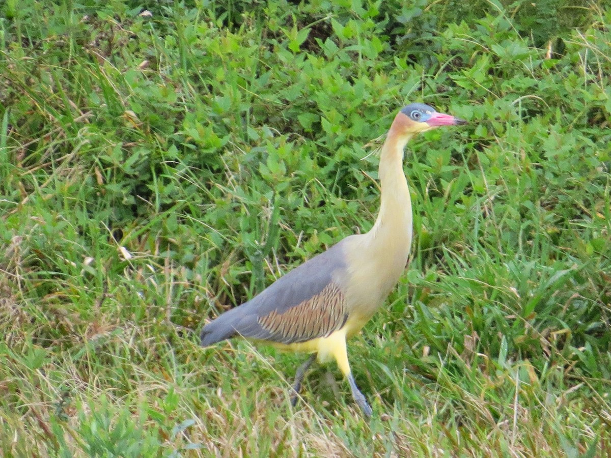 Whistling Heron - ML643321246