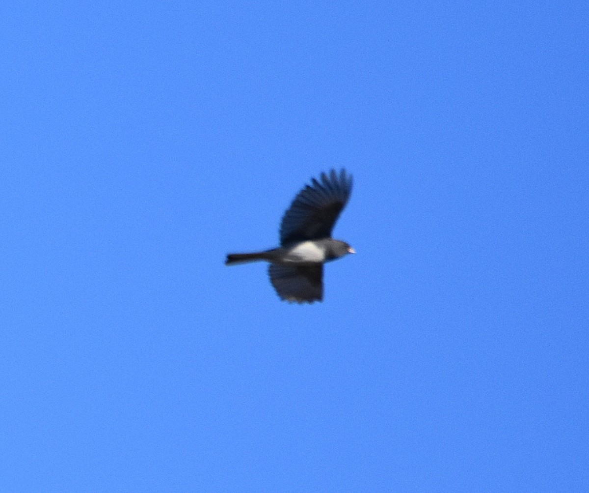 Dark-eyed Junco (Slate-colored) - ML643321266