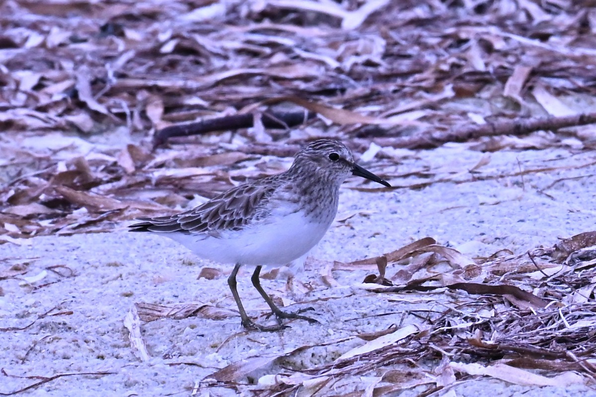 pygmésnipe - ML643321284