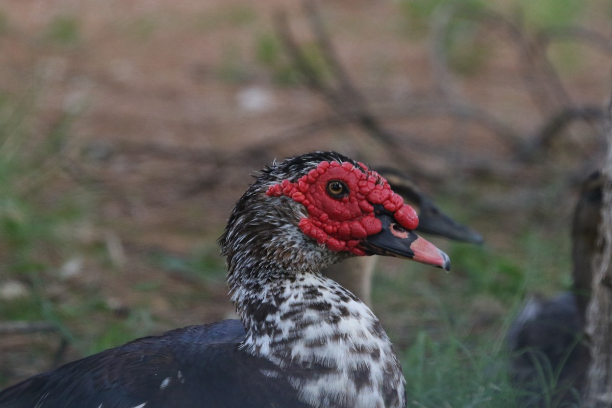 Muscovy Duck (Domestic type) - ML643321302