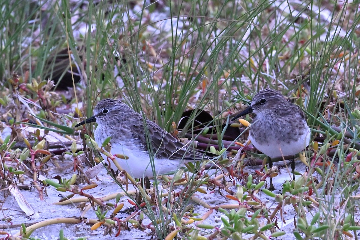 pygmésnipe - ML643321308