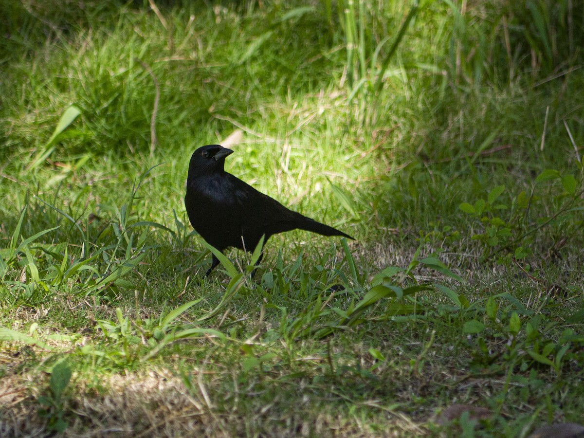 Cuban Blackbird - ML643321315