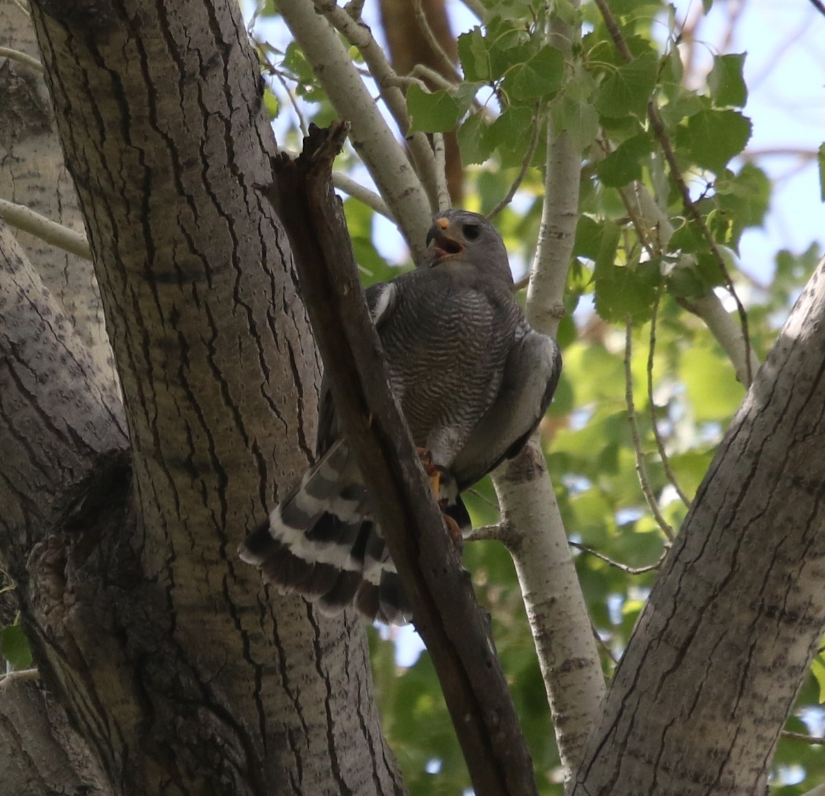 Gray Hawk - ML643321316