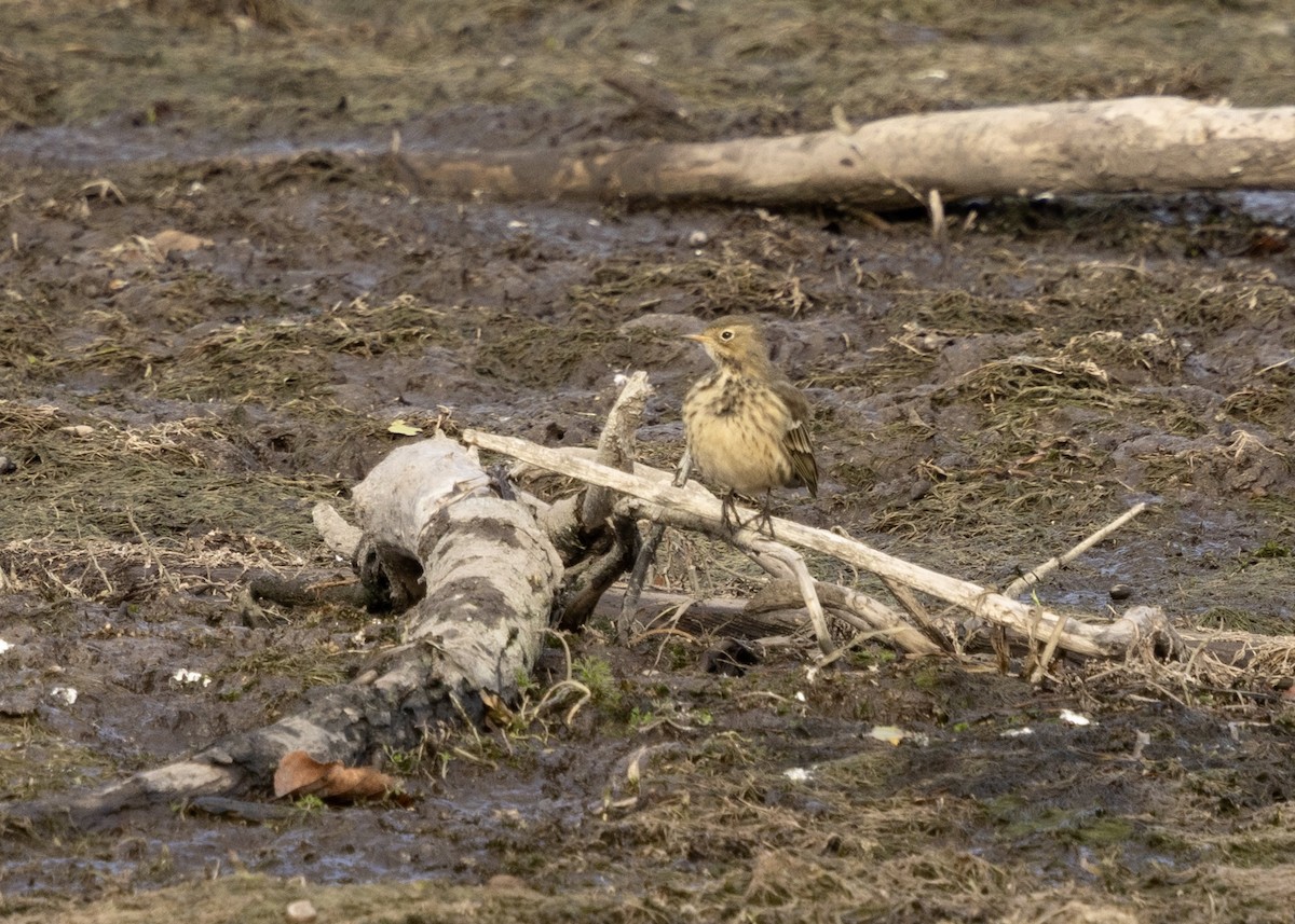 American Pipit - ML643321327