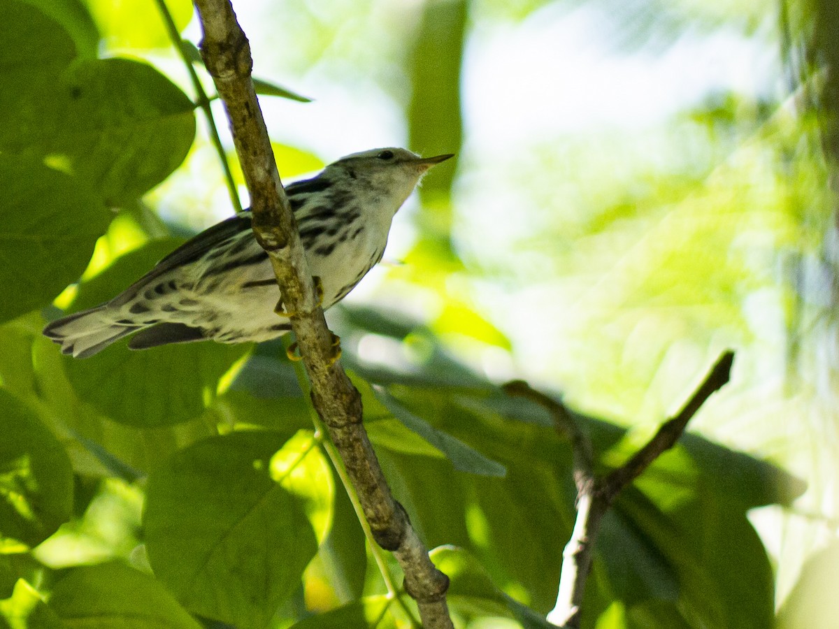 Black-and-white Warbler - ML643321337