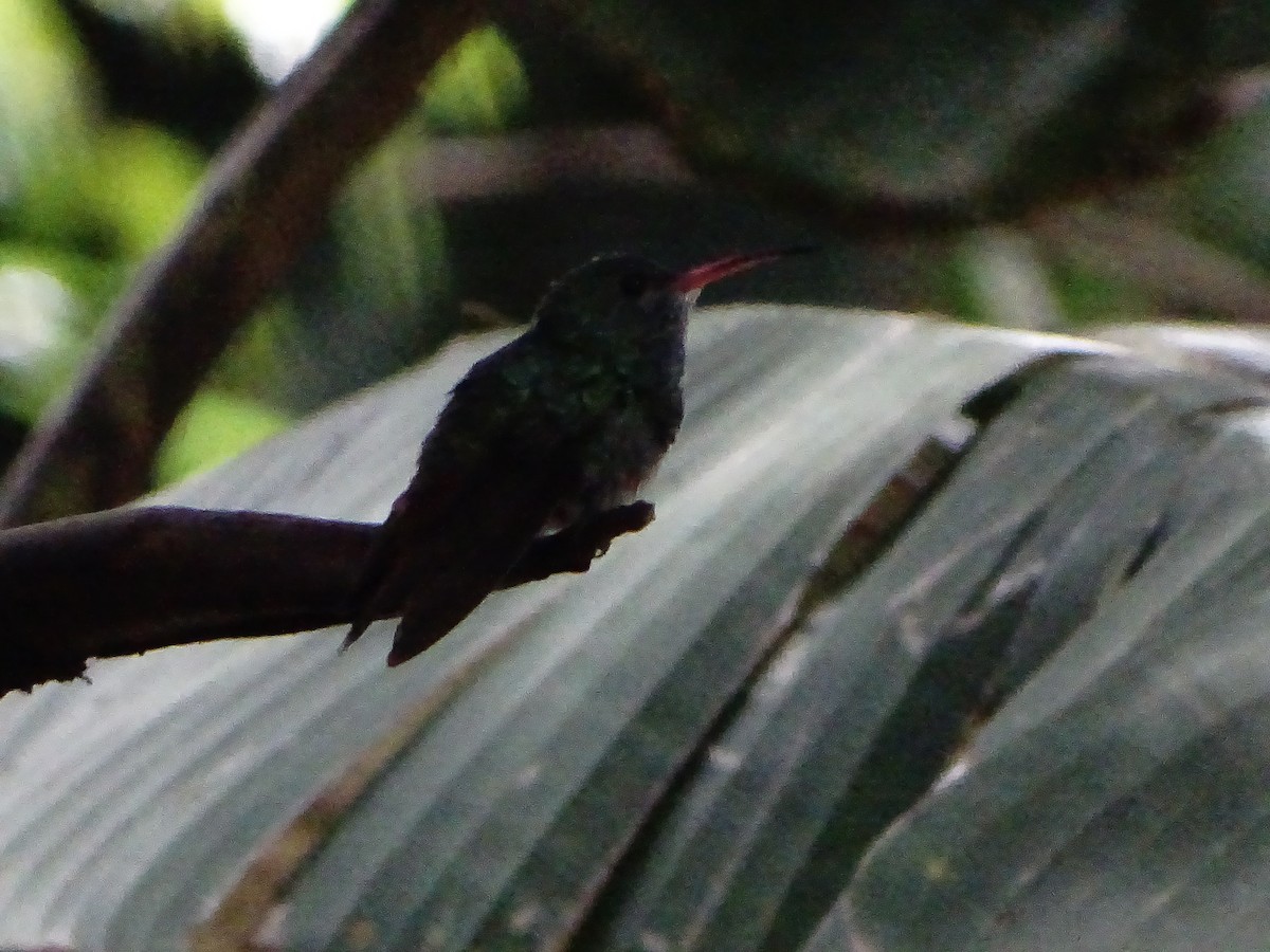 Rufous-tailed Hummingbird - ML643321340
