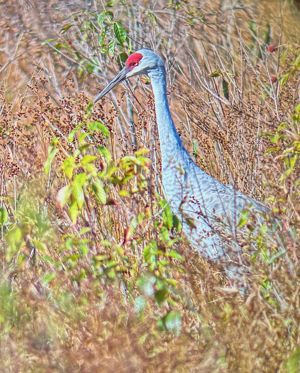 Sandhill Crane - ML643321350