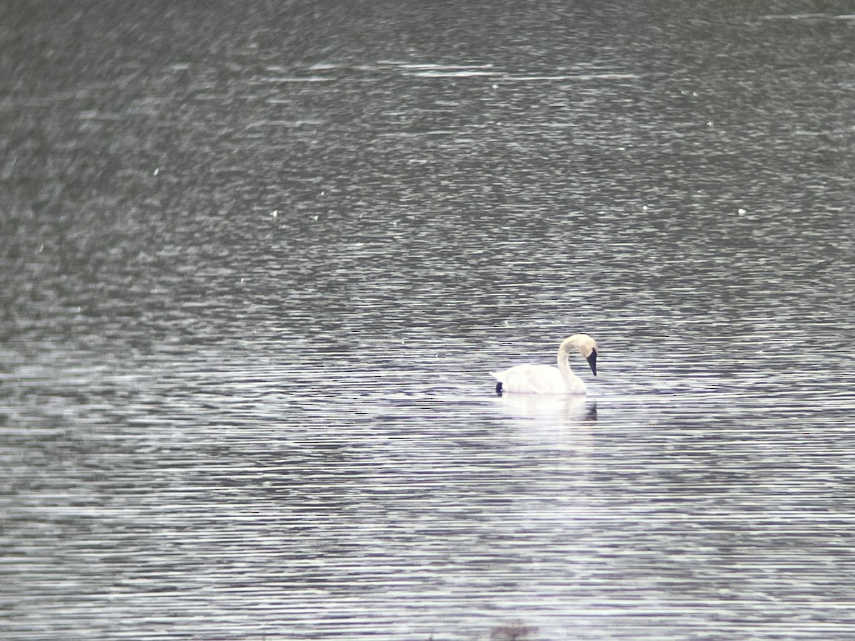Trumpeter Swan - ML643321381