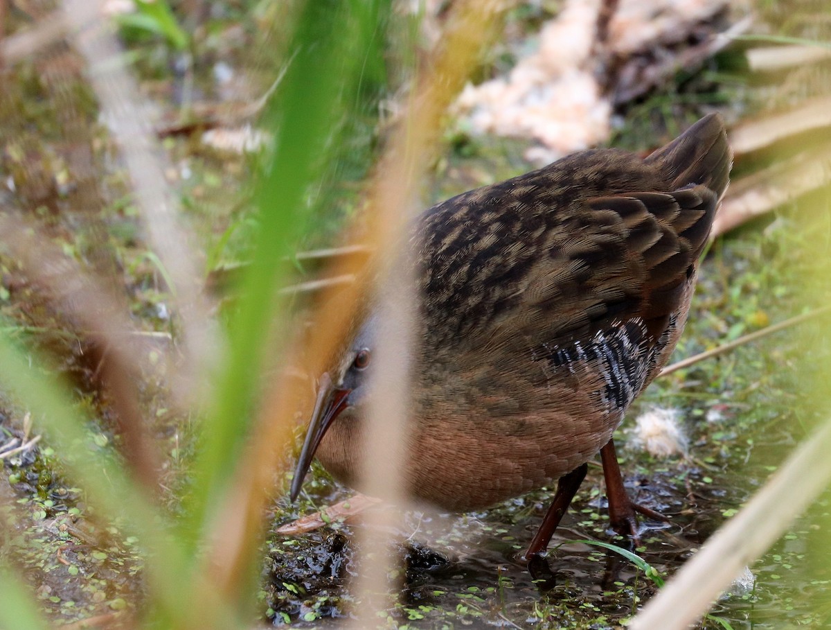 Virginia Rail - ML643321385