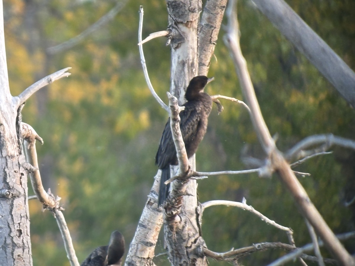 Neotropic Cormorant - ML643321395