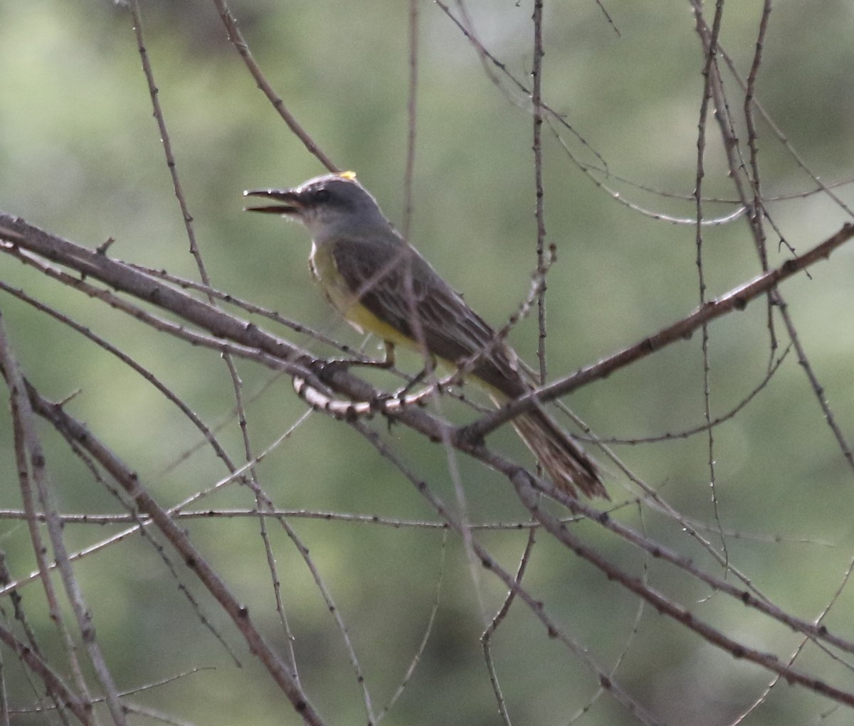 Tropical Kingbird - ML643321399