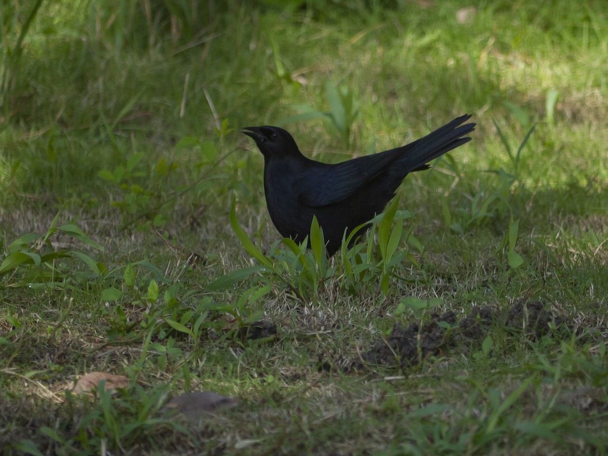 Cuban Blackbird - ML643321403