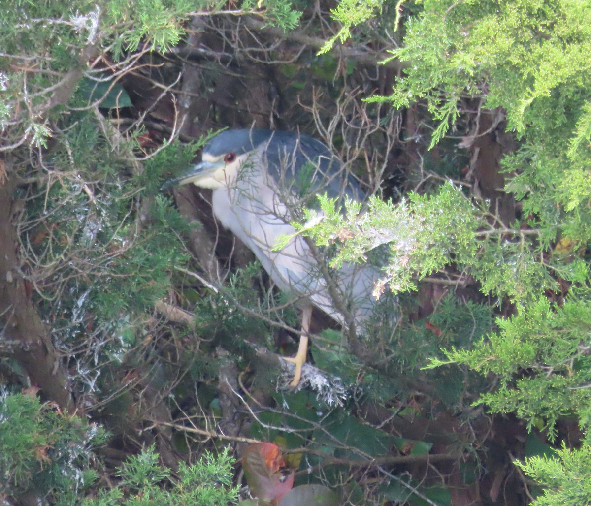 Ногоовор зашин - ML643321422