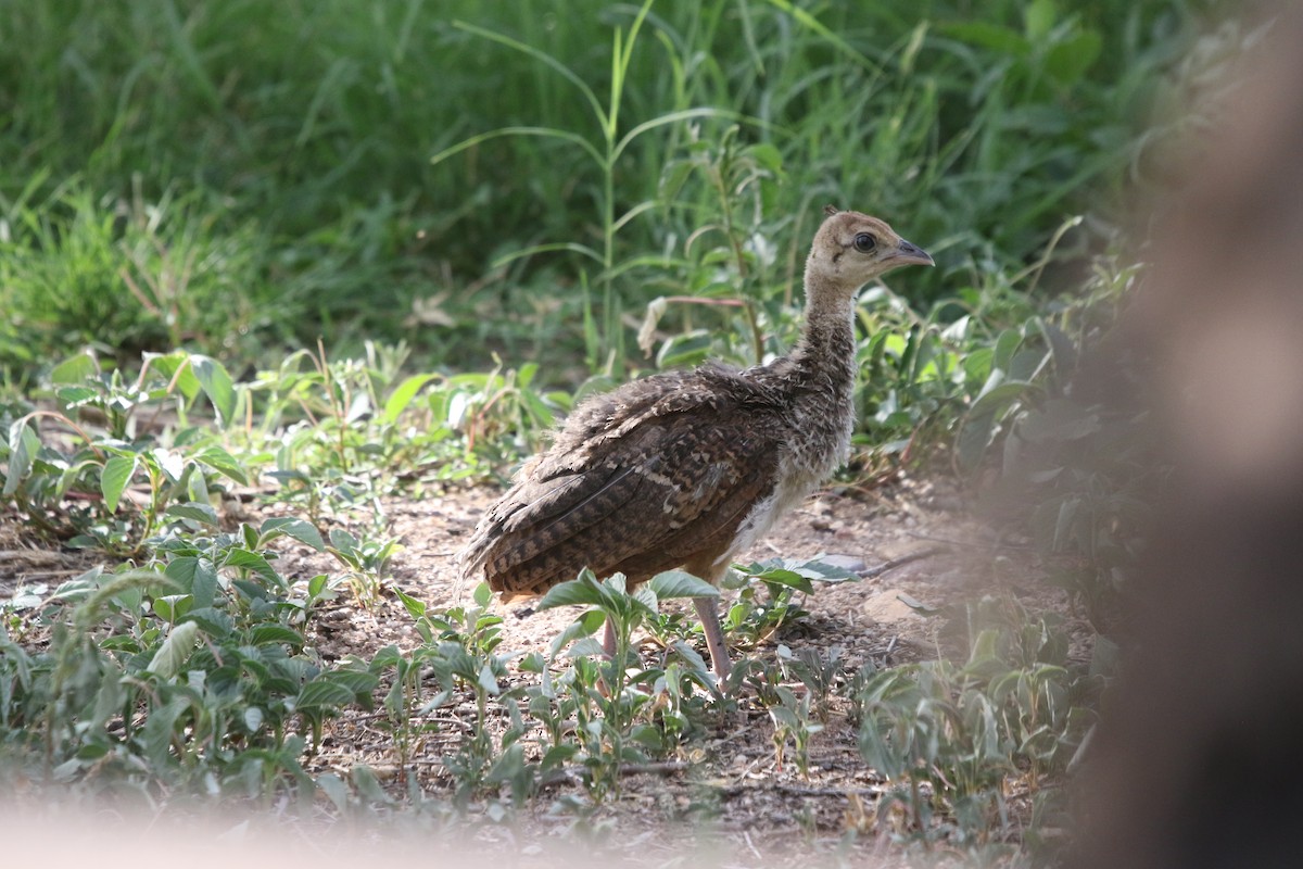 Indian Peafowl (Domestic type) - ML643321428