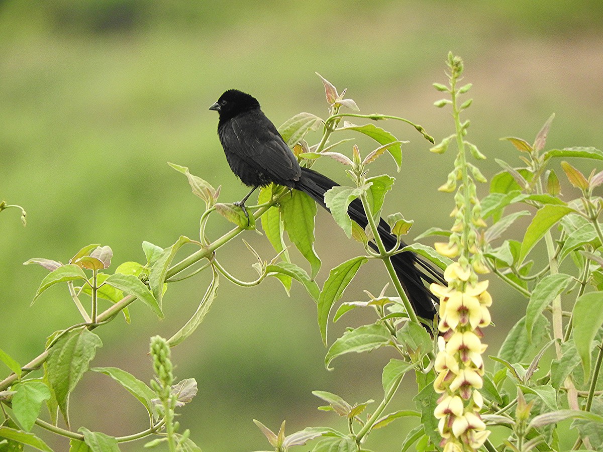 Red-collared Widowbird - ML643321438