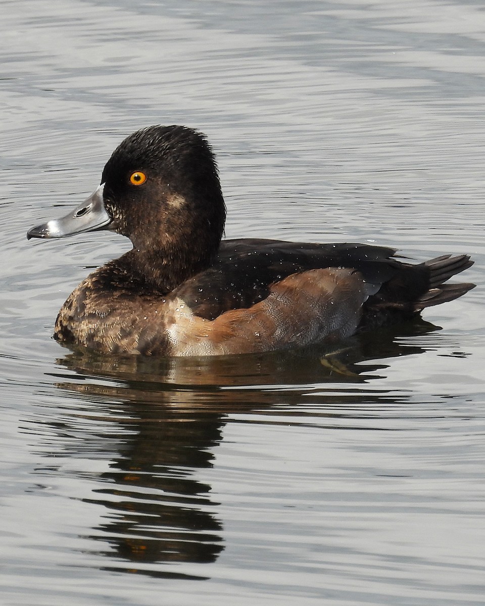 Fuligule à collier - ML643321439