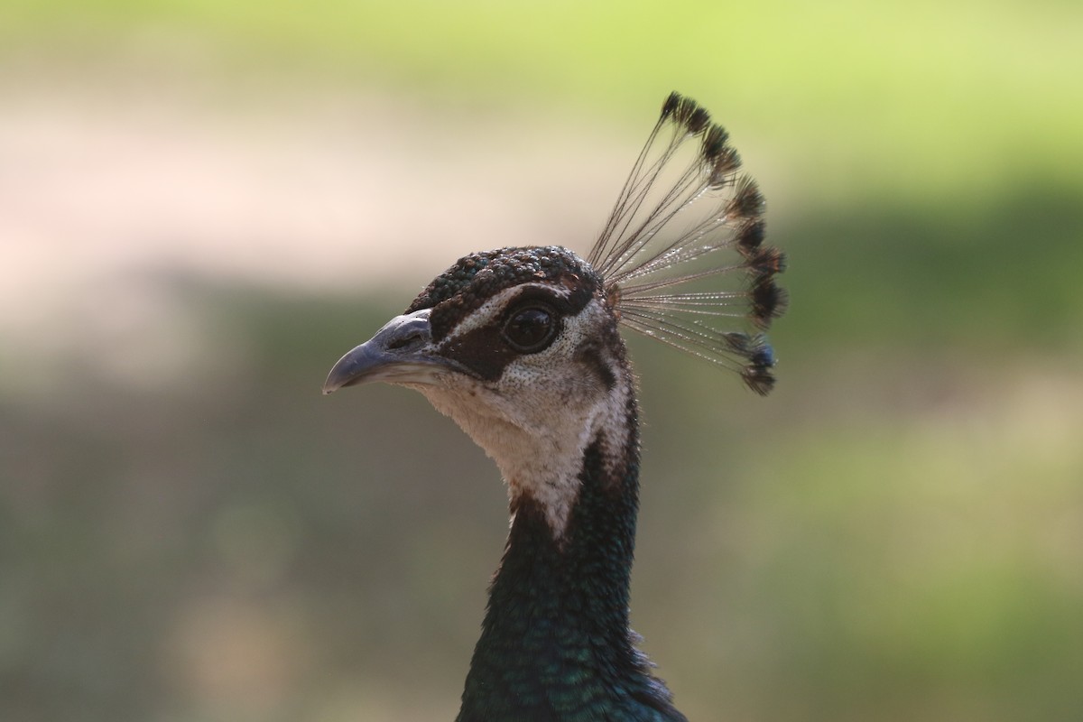 Indian Peafowl (Domestic type) - ML643321454