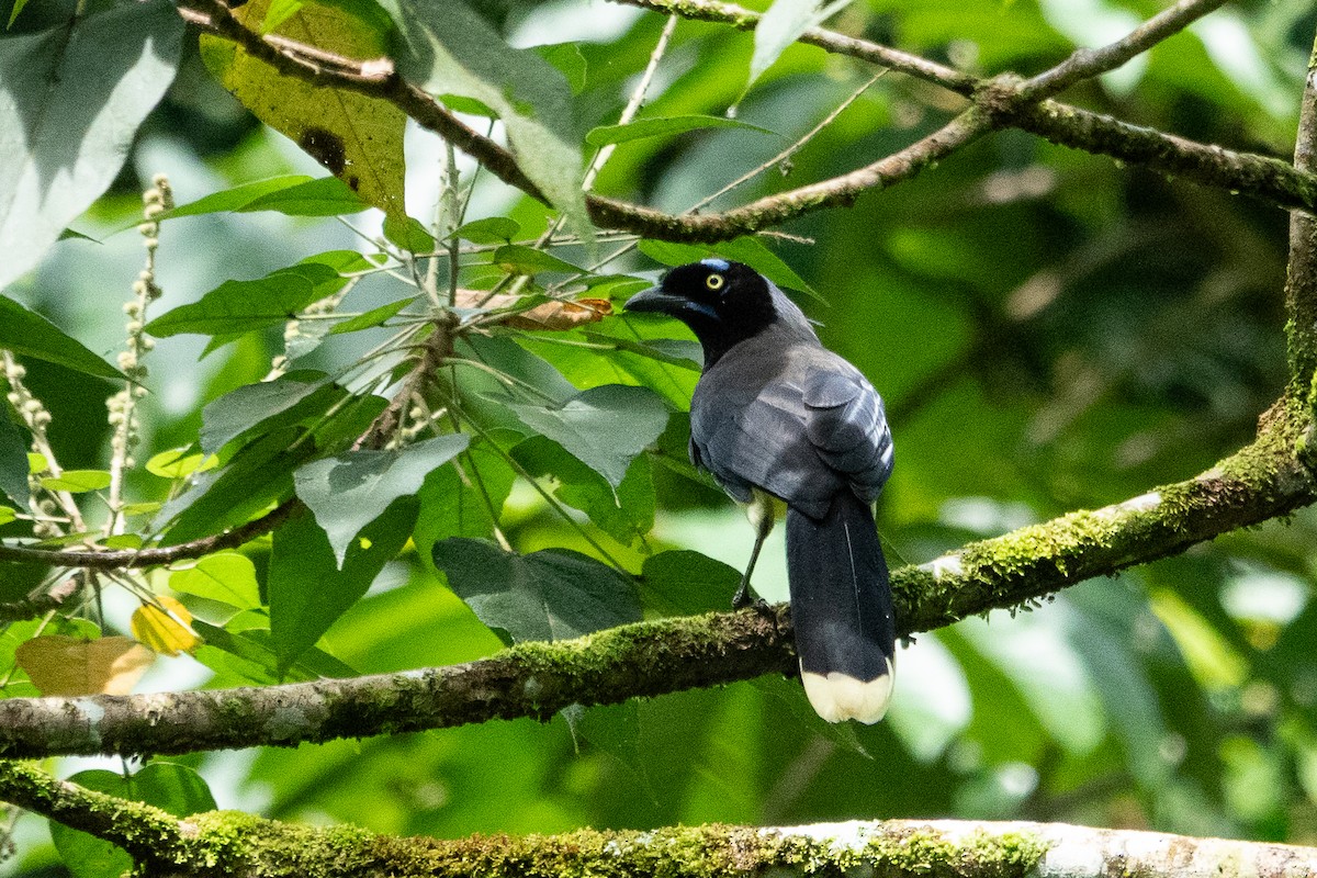 Black-chested Jay - ML643321495