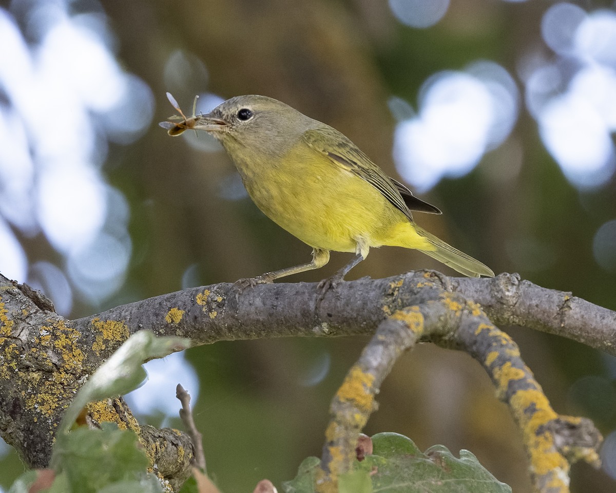 Orange-crowned Warbler (Gray-headed) - ML643321497