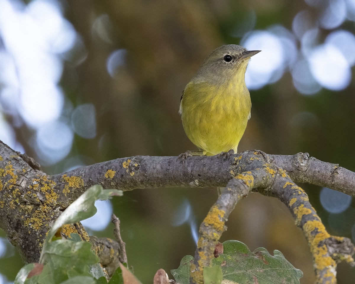 Orange-crowned Warbler (Gray-headed) - ML643321498